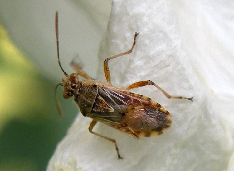 Lygaeidae e Rhopalidae dell''Emilia (RE)